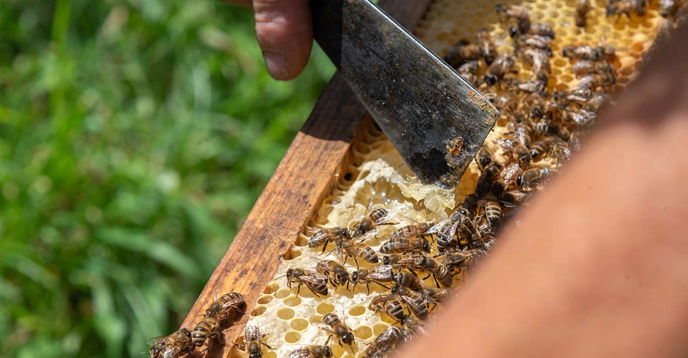 L’apiculture au cœur de Tôlerie Forézienne : Hervé Rousson, soudeur et apiculteur engagé