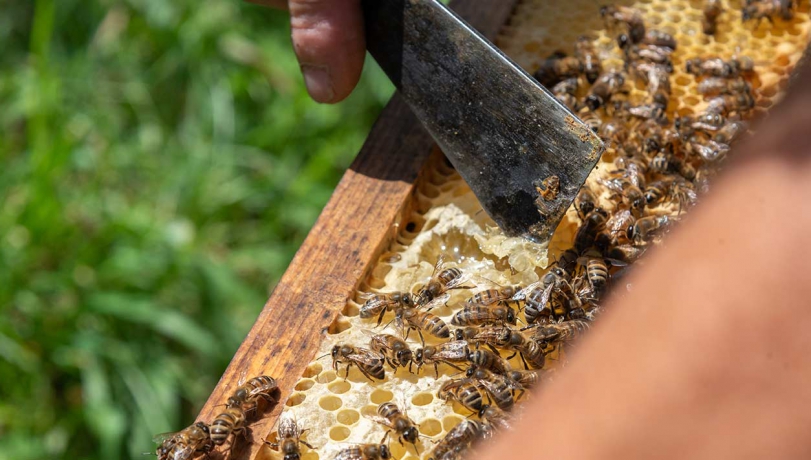 L’apiculture au cœur de Tôlerie Forézienne : Hervé Rousson, soudeur et apiculteur engagé